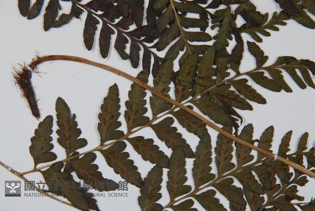 華中蹄蓋蕨藏品圖，第2張