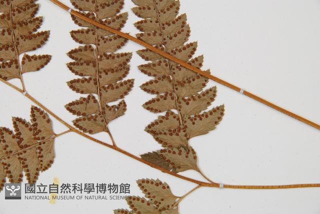 斜方複葉耳蕨藏品圖，第3張