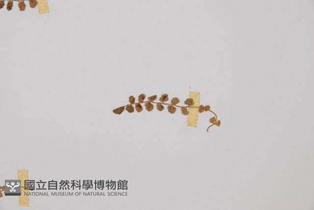 綠柄鐵角蕨藏品圖，第4張