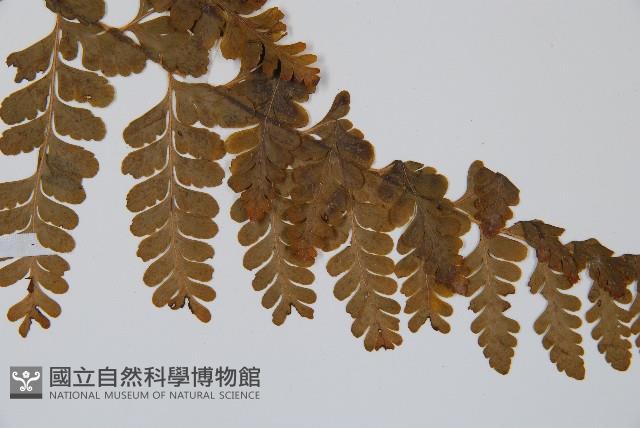 台灣鱗蓋蕨藏品圖，第4張