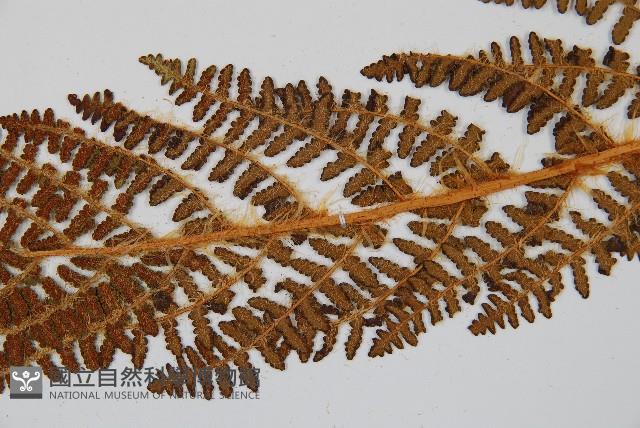 密毛鱗毛蕨藏品圖，第4張