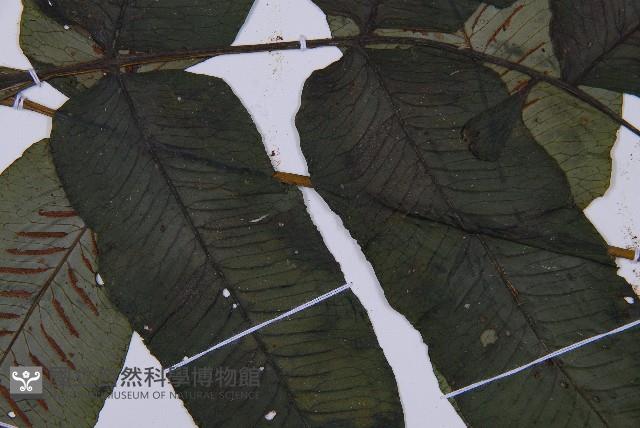 腸蕨藏品圖，第4張