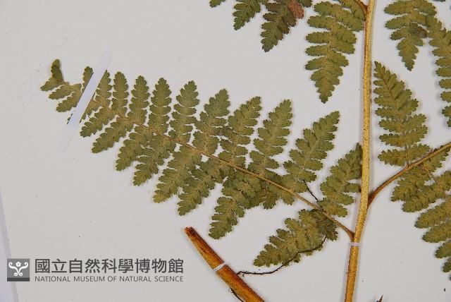 細葉姬蕨藏品圖，第4張