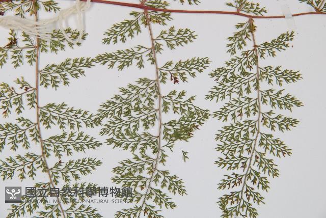 小膜蓋蕨藏品圖，第4張
