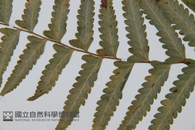 邊緣鱗蓋蕨藏品圖，第3張