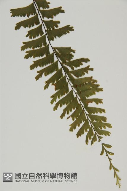 Accession Number:P000165 Collection Image, Figure 4, Total 5 Figures