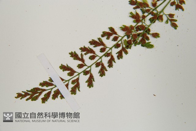 小葉鐵角蕨藏品圖，第7張
