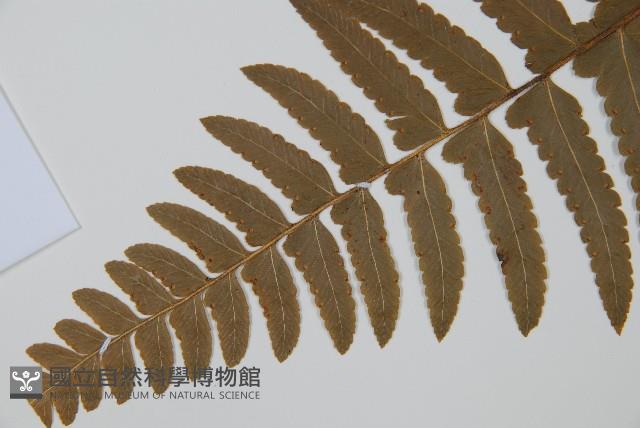 邊緣鱗蓋蕨藏品圖，第4張