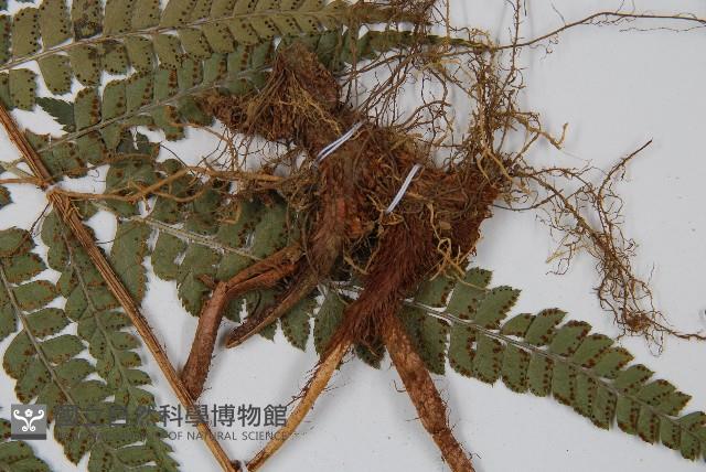 斜方複葉耳蕨藏品圖，第3張