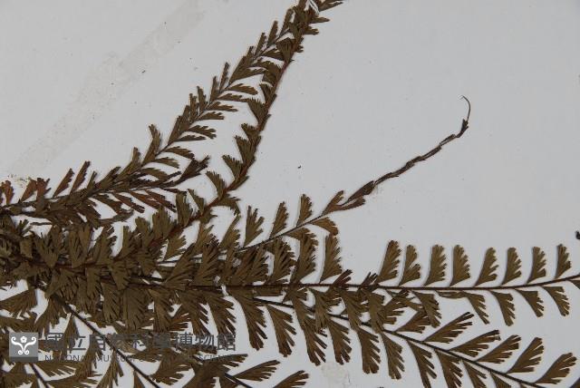 鞭葉鐵線蕨藏品圖，第4張