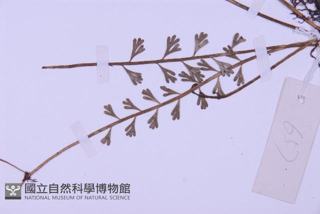 長生鐵角蕨藏品圖，第4張