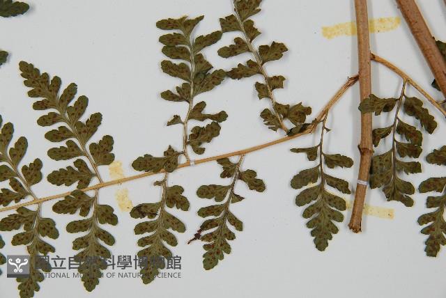 哈氏假複葉耳蕨藏品圖，第4張