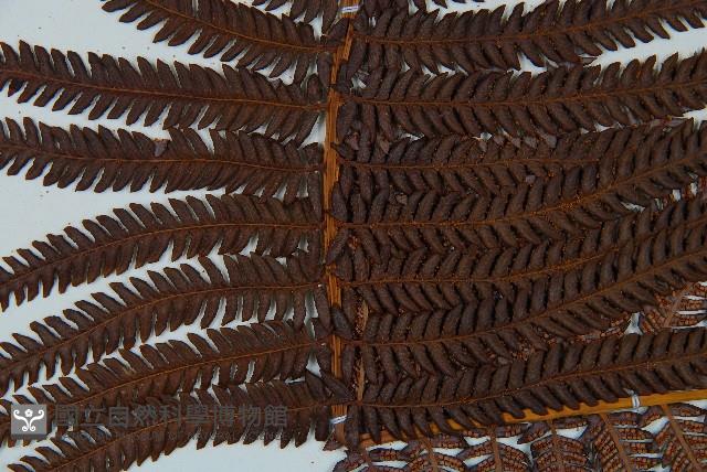 登錄號:P009765藏品圖，第4張