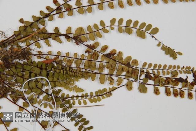 鐵角蕨藏品圖，第4張