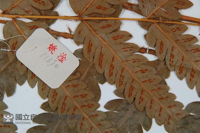 日本狗脊蕨藏品圖，第4張