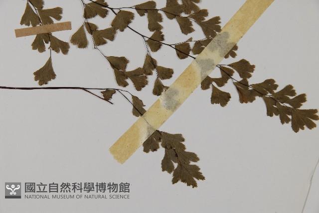 鐵線蕨藏品圖，第4張