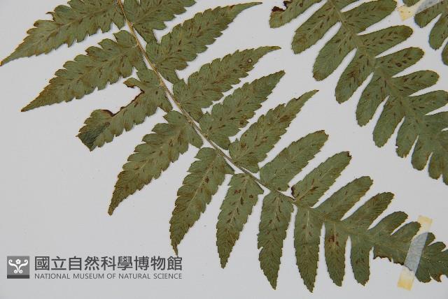 刺柄雙蓋蕨藏品圖，第4張