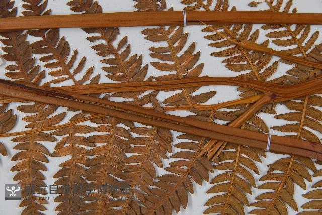 密毛蕨、巒大蕨藏品圖，第4張