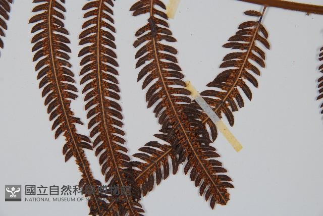 臺灣金狗毛蕨藏品圖，第3張