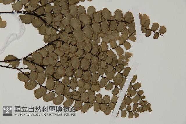 扇葉鐵線蕨藏品圖，第3張