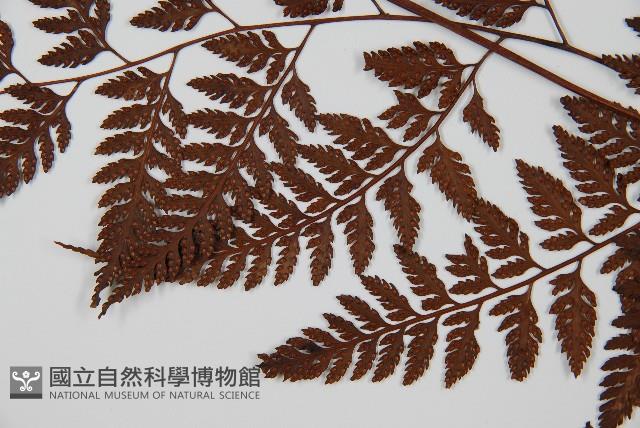 大葉骨碎補、台灣骨碎補、骨碎補藏品圖，第4張