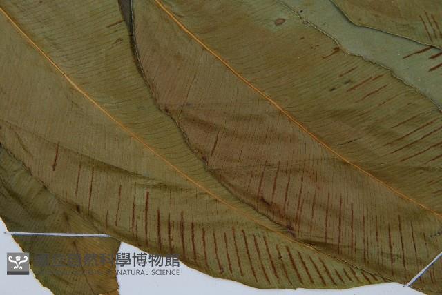 細柄雙蓋蕨藏品圖，第4張