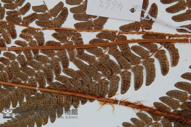 闊鱗鱗毛蕨藏品圖，第4張