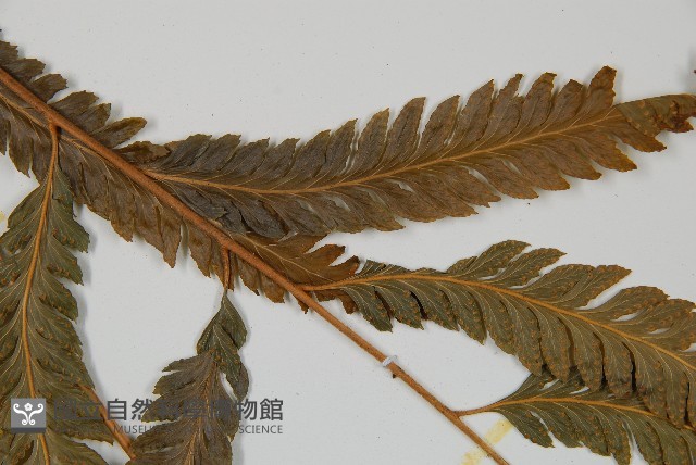 光葉鱗蓋蕨藏品圖，第4張