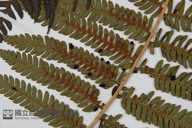 Taiwan Tree-fern Collection Image, Figure 6, Total 8 Figures