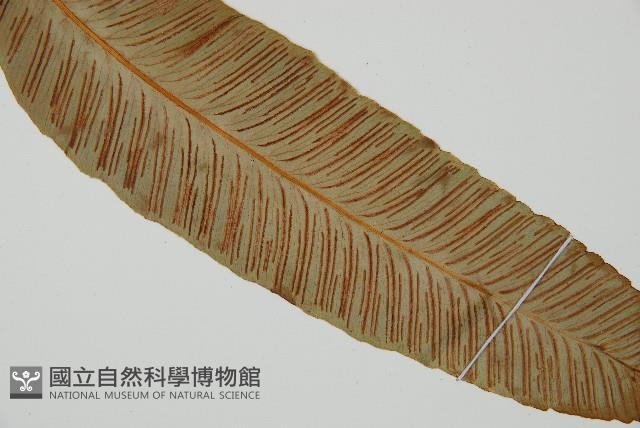 細柄雙蓋蕨藏品圖，第4張