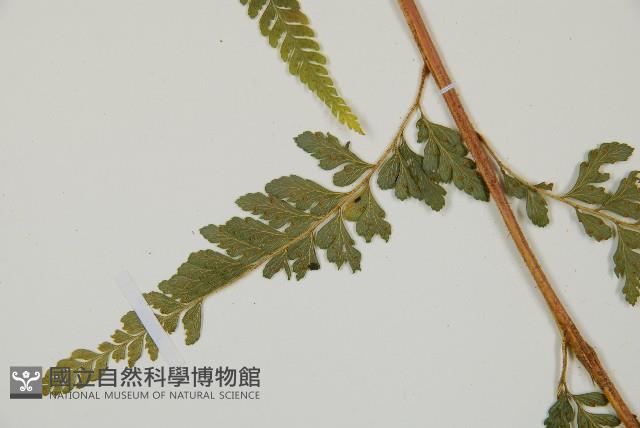 Accession Number:P010945 Collection Image, Figure 4, Total 15 Figures