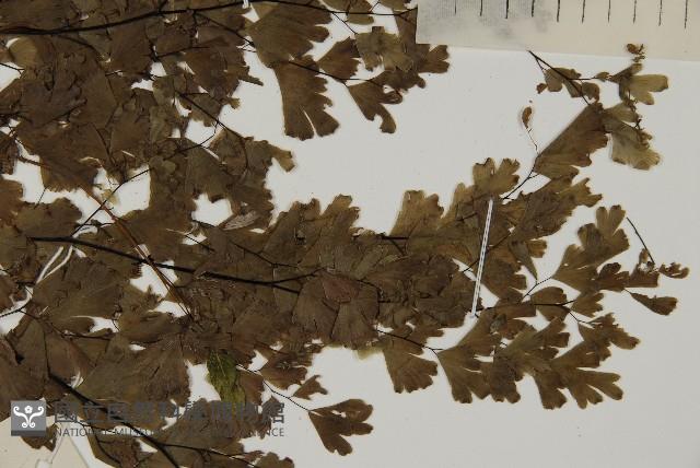 Maidenhair fern Collection Image, Figure 4, Total 5 Figures