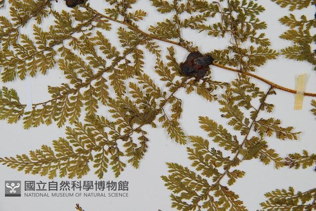 稀子蕨藏品圖，第4張