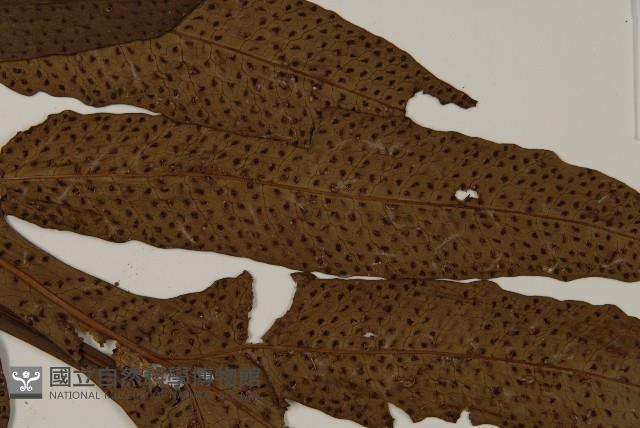 翅柄三叉蕨藏品圖，第4張