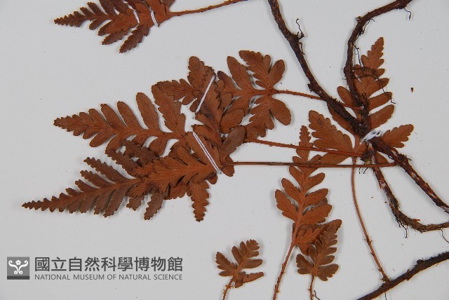 陰石蕨藏品圖，第4張