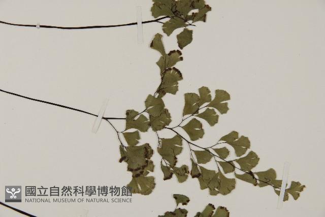 鐵線蕨藏品圖，第4張
