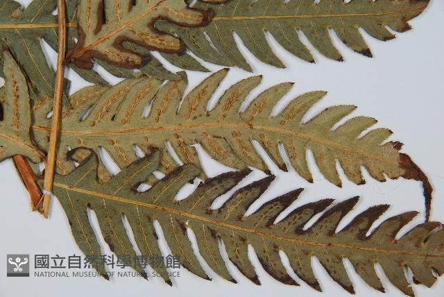 生芽狗脊蕨、頂芽狗脊蕨藏品圖，第4張