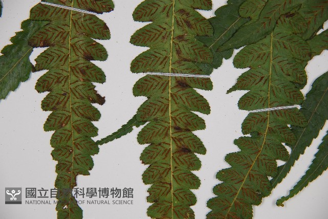 廣葉鋸齒雙蓋蕨藏品圖，第4張