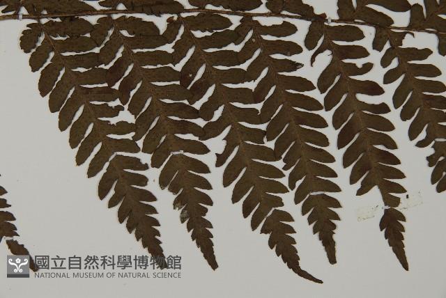 肋毛蕨藏品圖，第4張