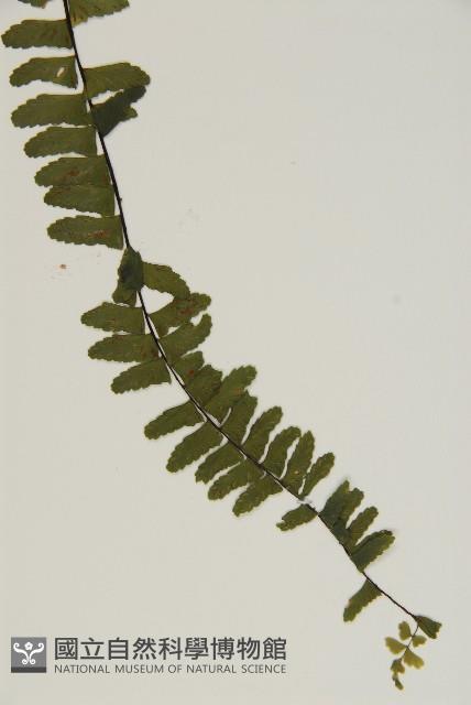 生芽鐵角蕨藏品圖，第4張