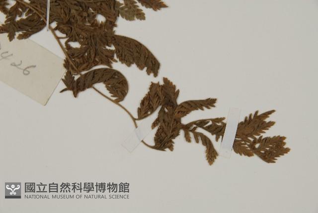 斷線蕨藏品圖，第4張