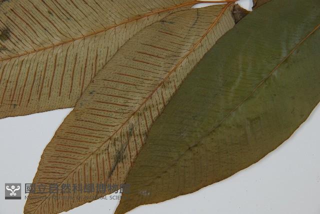 細柄雙蓋蕨藏品圖，第4張