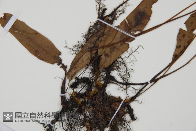 單葉雙蓋蕨藏品圖，第4張