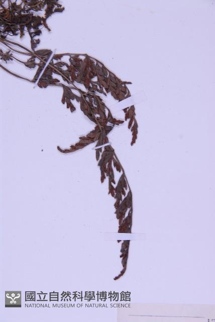 北京鐵角蕨藏品圖，第4張