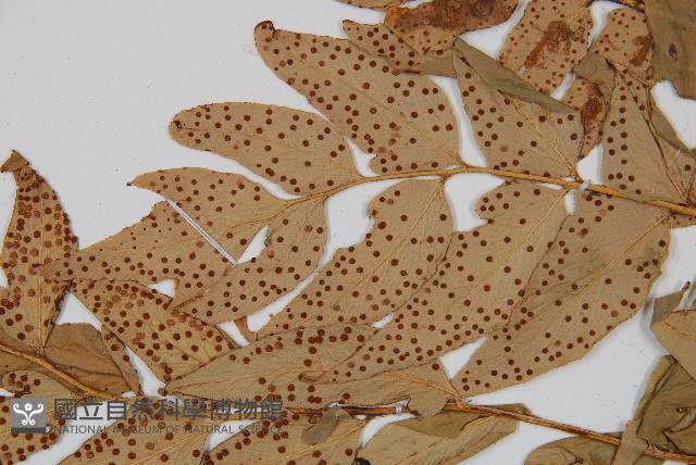 貫眾蕨藏品圖，第4張