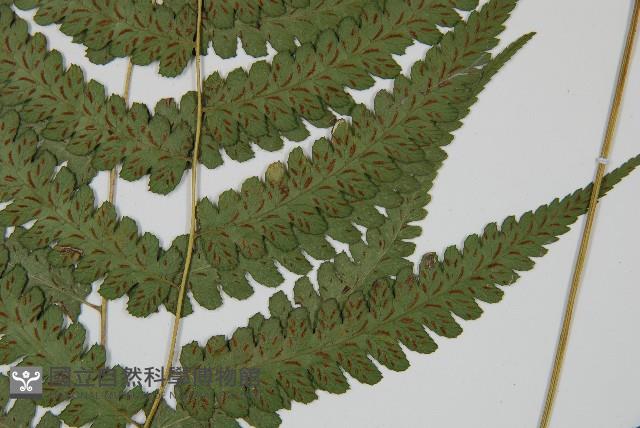 深山雙蓋蕨藏品圖，第4張