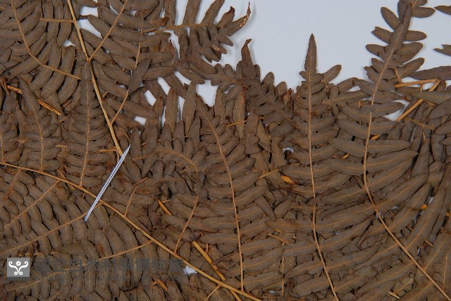 蕨藏品圖，第4張