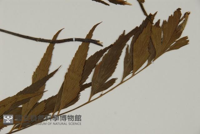 革葉鐵角蕨藏品圖，第4張