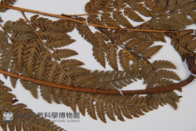 南海鱗毛蕨藏品圖，第4張