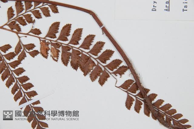 斜方複葉耳蕨藏品圖，第3張